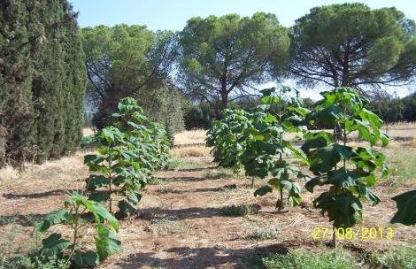 ΕΙΣΑΓΩΓΗ ΠΑΡΑΓΩΓΗ ΒΙΟΜΑΖΑς ΚΑΙ ΤΕΧΝΙΚΗς ΞΥΛΕΙΑς ΑΠΟ ΦΥΤΕΙΕς ΤΑΧΥΑΥΞΩΝ ΔΑΣΙΚΩΝ ΔΕΝΤΡΩΝ - ΜΙΑ ςταθερη ΚΑΙ ΑςΦΑΛΗς ΟΙΚΟΝΟΜΙΚΗ ΕΠΕΝΔΥςΗ Δρ Κων/νος Σπανός ΕΛΓΟ - Ινστιτούτο Δασικών Ερευνών, 57006