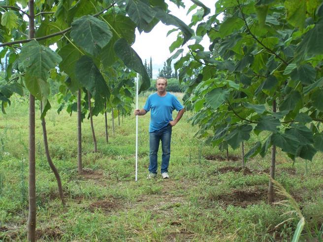 gr Τα υπάρχοντα δάση στον κόσμο παρέχουν σημαντική πηγή βιομάζας για ενεργειακό υλικό υπό την προϋπόθεση ότι διαχειρίζονται αειφορικά (χωρίς να υποβαθμίζονται ή να καταστρέφονται).