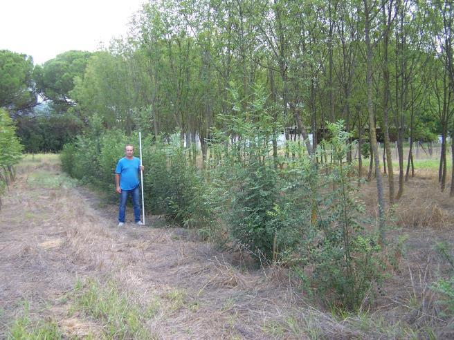 Οι φυτείες παραγωγής βιομάζας θα πρέπει να εγκαθίστανται σε σχετικά επίπεδα εδάφη για να είναι δυνατή η χρήση μηχανημάτων για τις εργασίες της καλλιέργειας, των αραιώσεων/κλαδεύσεων και της τελικής