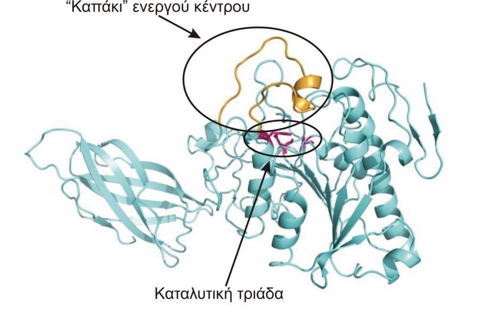 Λιπάσες ως καταλύτες για την παραγωγή βιοντήζελ Όλες οι