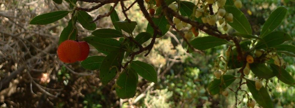 Εκδόσεις για το Δίκτυο Ν2000 Ανάδειξη και προώθηση των περιοχών Ν2000 στην Κρήτη Το πρόγραμμα «Ανάδειξη