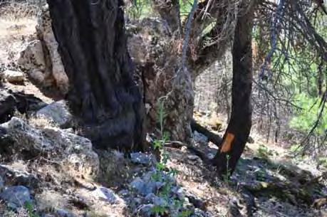 Οι ιδιαιτερότητες της μαύρης πεύκης (Pinus nigra Arn.) 1. Είδος μέτρια ανθεκτικό στις πυρκαγιές 2.