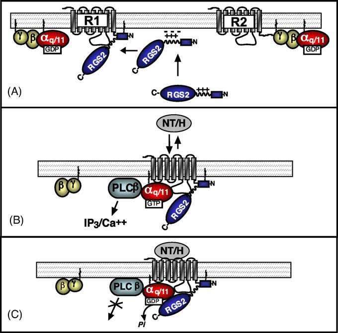 VI. Regulators of G-protein signaling: RGS proteins RGS proteins