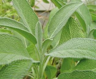 Aρωτικά φυτά Βοτανική οσία Salvia officinalis Νότια Ευρώπη Δυσκολία καιέργειας 09 ΦΑΣΚΟΜΗΛΙΑ Πρόκειται για ένα αειθαλές, ημιθαμνώδες και αρωτικό φυτό.