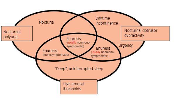 Νυχτουρινή πολυουρία Νυχτουρία Ημερήσια ακράτεια Νυχτερινή