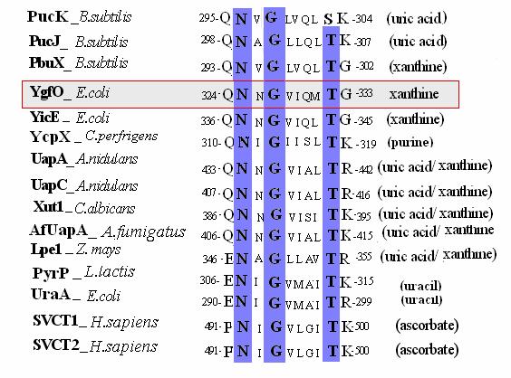 δεαζαξανθίνη, 8-θειουρικό, ουρικό) (Karatza and Frillingos, 2005; oudela et al., 2005) (βλ. και παρακάτω, Εικόνα 1.