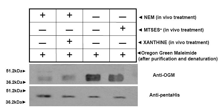 3.3.3 οκιµασίες αλκυλίωσης της διαπεράσης H31C in vivo Η His31 απαντάται στο µέσον του TM1 (Εικόνα 3.1) και είναι απόλυτα συντηρηµένη στους µεταφορείς NT/NC2 (Εικόνα 3.2).