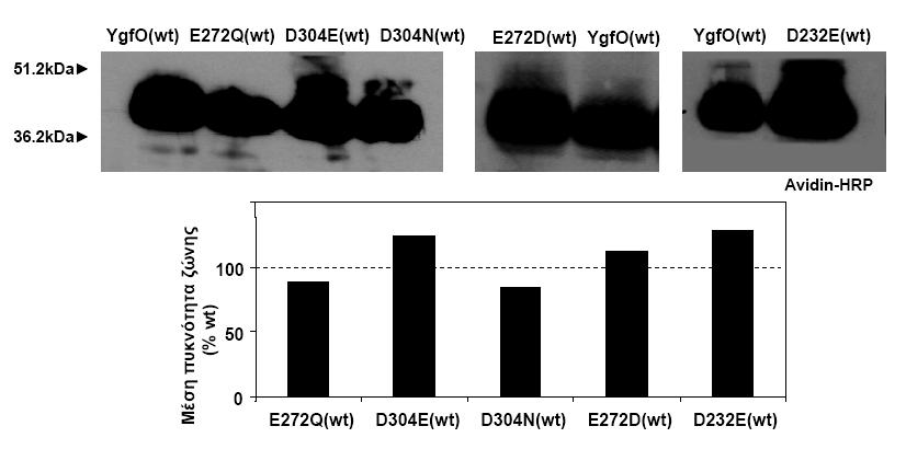 3.4.2 Τα κατάλοιπα sp232, lu272, sp304 Επίπεδα έκφρασης Κατασκευάσθηκαν τα µεταλλάγµατα µε τις συντηρητικότερες δυνατές αντικαταστάσεις για τις θέσεις sp232, lu272 και sp304, που διατηρούν την