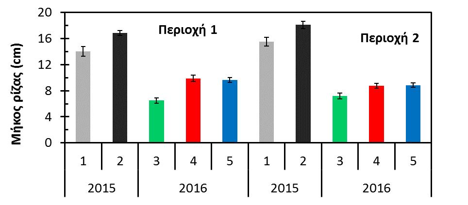 από 6-14 cm ενώ στην περιοχή 2 από 7-15 cm. Όταν η θέση στην ταξιανθία του σπόρου στην περιοχή 1 είναι από την βάση, το μήκος ρίζας κυμάνθηκε από 6-13 cm ενώ από την κορυφή είναι 6-14 cm.