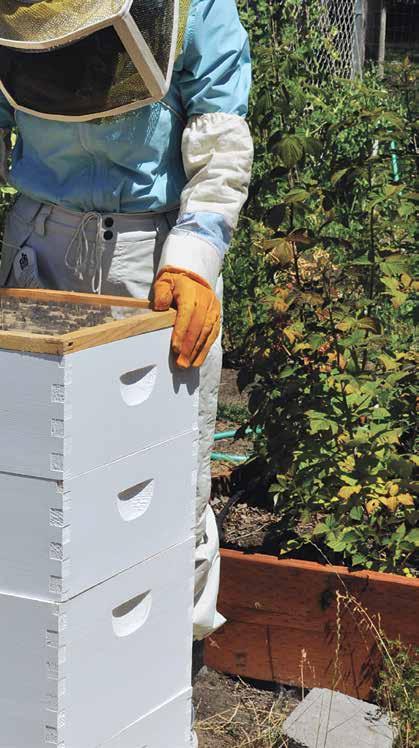 Αποτελέσματα δοκιμών από το Τμήμα Μελισσοκομίας του Γεωπονικού Πανεπιστημιού Αθηνών Πειραματική διαδικασία Κατασκευάστηκαν ειδικά κλουβιά μελισσών από ξύλο κατασκευής κυψελών διαστάσεων 20x20x20cm με