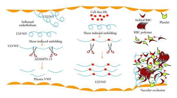 Φυσιολογική δράση της ADAMTS-13: Συνδέεται με υποδοχείς της θρομβοσπονδίνης των ενδοθηλιακών