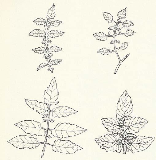 Φύλλα: Σύνθετα με 3, 4, 5 ζεύγη φυλλαρίων και ένα φυλλάριο στην άκρη.