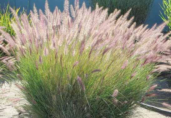 Pennisetum sp. (setaceum, rubrum, purpureum κ.α.) Πενισέτο ύψος: 0.