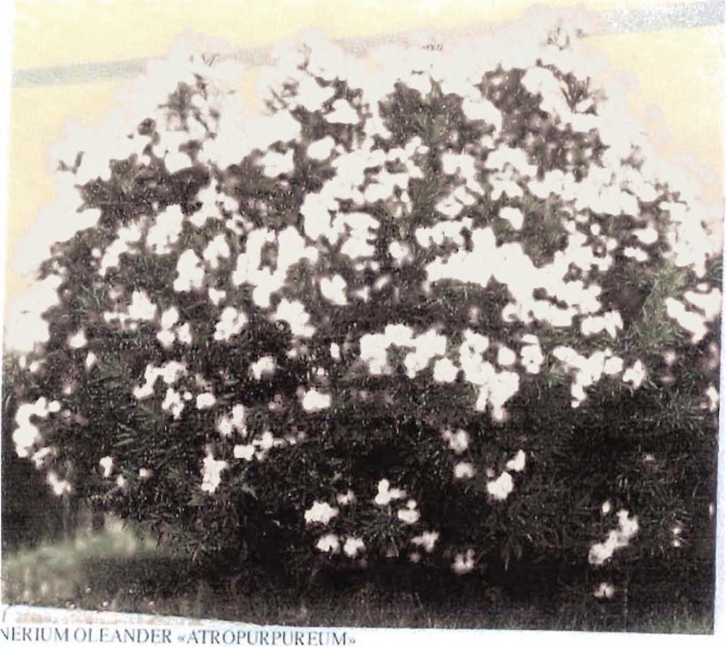 10. Πικροδάφνη (Nerium oleander Apocynaceae) Περιγραφή Θάμνος ύψους 3-3,5μέτρων, σφαιρικού σχήματος με μακριά αειθαλή φύλλα, δερματώδη λογχοειδή.