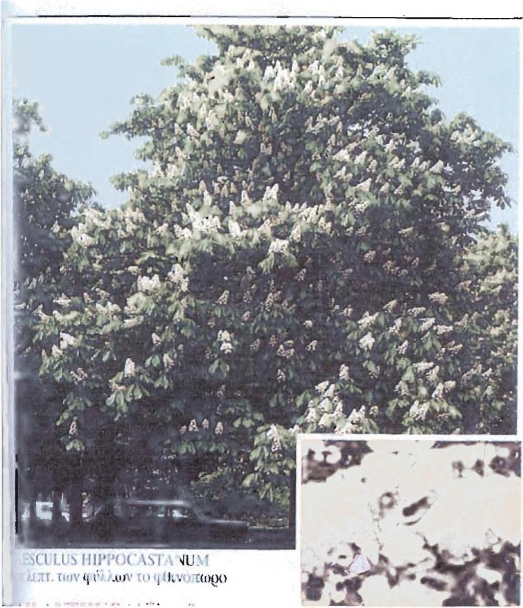 10. Iπποκασταν ιά(.4<?λ7//μλ Ιιίρρααςΐαηιιηι Ηΐροοαιςίαηαοβαβ) Πεοινοαφή Δένδρο ύψους 25μ.Επιβλητικό με στρογγυλό σχήμα, τεράστιο με παλαμοειδή πράσινα φύλλα που το φθινόπωρο γίνονται κίτρινα.
