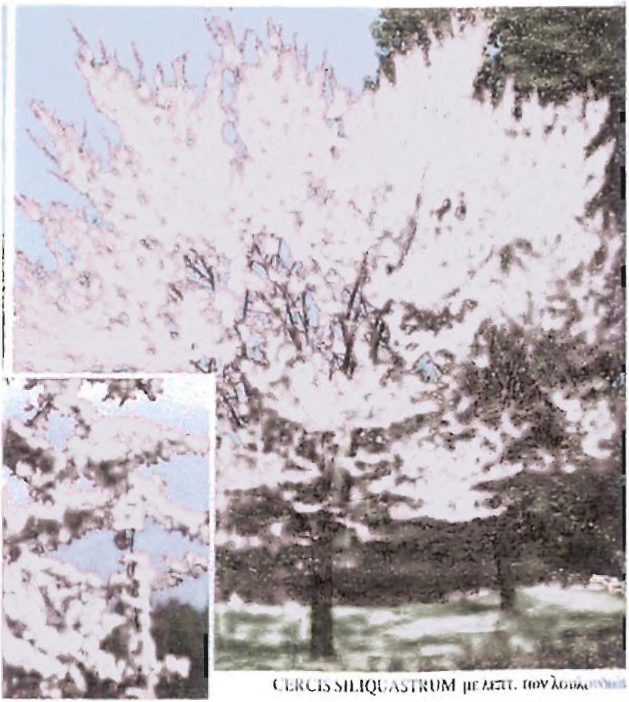 11. Κερκίς ^ εκ ίε ΞΐΙ^ιιαΞίηιηι Legyminosae) Περιγραφή Δένδρο ύψους 1 Ομ, φύλλα νεφροειδή. Σφαιρική βλάστηση, φλοιός μελανόφαιος.