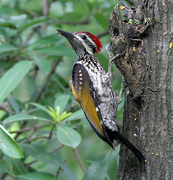 Naturalists continually refer to external conditions, such as climate, food, &c., as the only possible cause of variation.