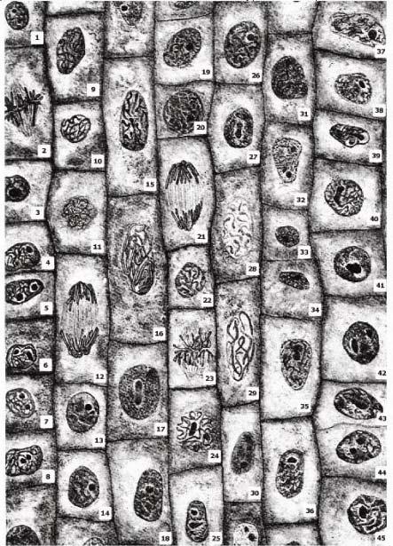 Η εικόνα παρουσιάζει σχεδίασµα διαιρούµενων κυττάρων σε ρίζα κρεµµυδιού, όπως φαίνεται µέσω ενός σύνθετου µικροσκοπίου. α.