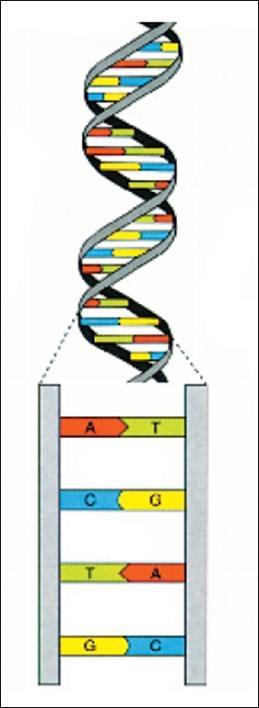 To DNA είναι ένα νουκλεϊκό οξύ το οποίο είναι κατασκευασμένο από επαναλαμβανόμενες «μονάδες» που ονομάζονται νουκλεοτίδια.