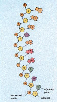 RNA Οργάνωση Γενετικού Υλικού 3 To RNA κατασκευάζεται κι αυτό από νουκλεοτίδια, τα ριβονουκλεοτίδια.