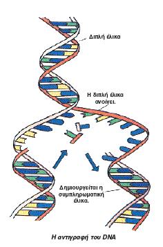 Ένα σάκχαρο (πετνόζη) το οποίο ονομάζεται ριβόζη, 2. Μία φωσφορική ομάδα, 3. μία από τις τέσσερις αζωτούχες βάσεις που υπάρχουν. Οι αζωτούχες βάσεις του RNA είναι τέσσερις.