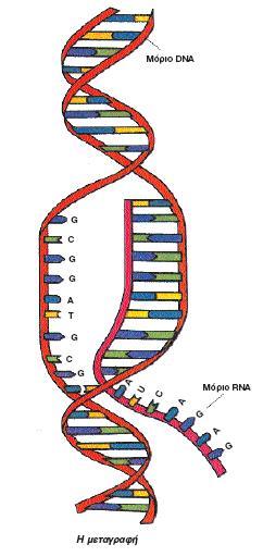 Εικόνα 10-μονόκλωνη αλυσίδα RNA Aντιγράφη DNA Εικόνα 11-αντιγραφή DNA Μετάγράφη DNA σε RNA Τα κύτταρα του οργανισμού μας πολλαπλασιάζονται με τη διαίρεση.