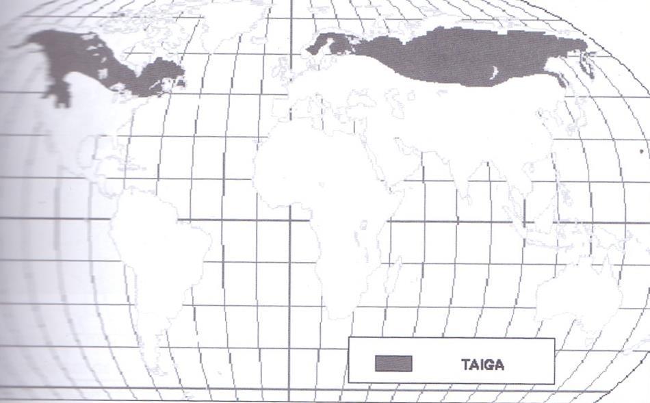 Τάιγκα Η τάιγκα ή βόρειο δάσος κωνοφόρων εκτείνεται σε μία ευρεία ζώνη που διατρέχει εγκάρσια τη Βόρεια Αμερική και την Ευρασία φτάνοντας ως τις παρυφές της τούνδρας είναι η μεγαλύτερη σε