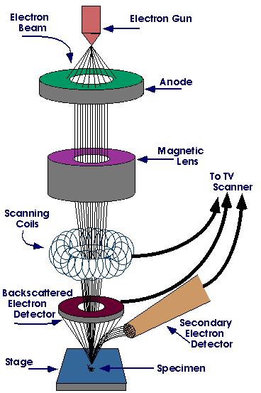 Ηλεκτρονική μικροσκοπία Σάρωσης (2/3) Τα βασικά στάδια λειτουργίας ενός ηλεκτρονικού μικροσκοπίου είναι: Σχηματίζεται μια δέσμη