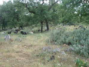 παραγωγή βιομάζας και θερμικές χρήσεις AGROTICA,