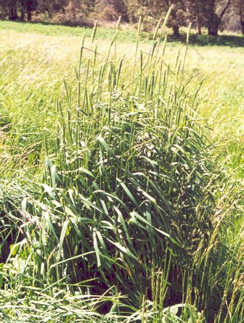 Phalaris