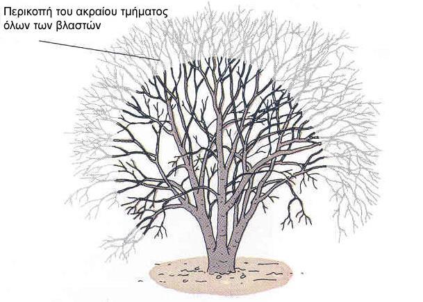 9). Με το συγκεκριμένο τύπο κλαδέματος οι οθφαλμοί, που βρίσκονται πλησιέστερα στην τομή, ωθούνται να βλαστήσουν. Σταδιακά, ο θάμνος γίνεται πυκνότερος (καθώς έχει πιο πολλά κλαδιά).