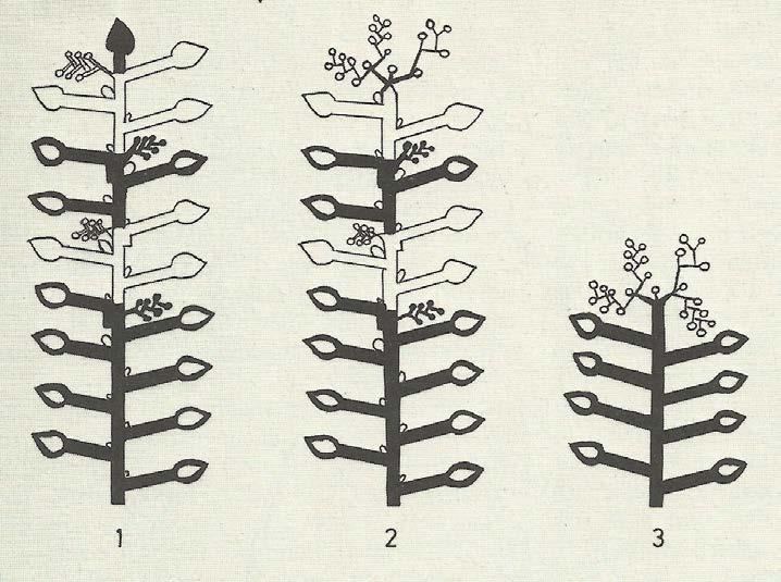 Σχήμα 1. Σχηματική απεικόνιση του τρόπου σχηματισμού του στελέχους της τομάτας: 1. μη προσδιορισμένη ποικιλία. 2. προσδιορισμένη ποικιλία με 4 ταξιανθίες. 3.