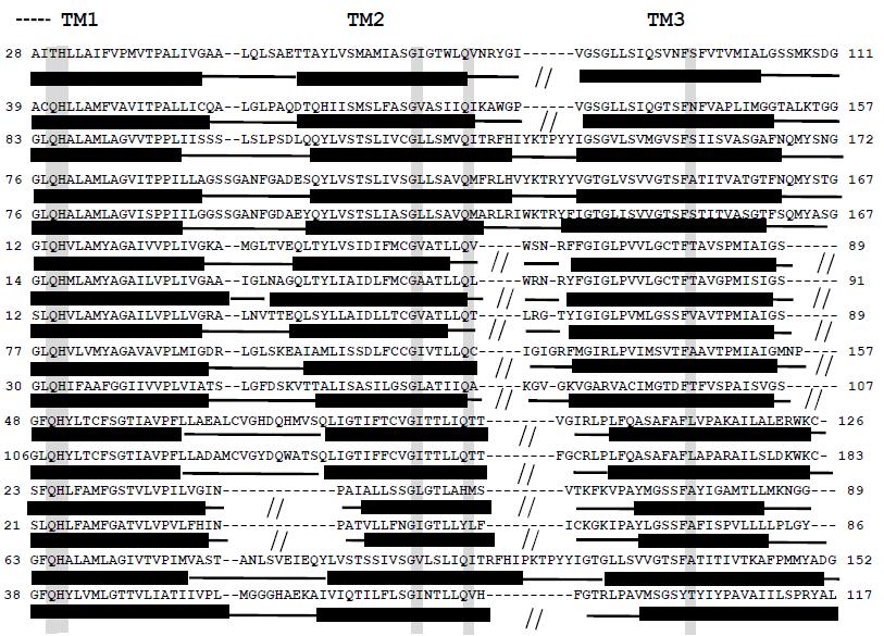 YgfO_E.coli YicE_E.coli UapA_A. nidulans UapC_A. nidulans AfUapC_A.fumigatus PbuX_B. subtilis PucK_B. subtilis PucJ_B. subtilis YgfU_E.coli YcpX_C. perfigens SVCT1_H. sapiens SVCT2_H. sapiens PyrP_L.