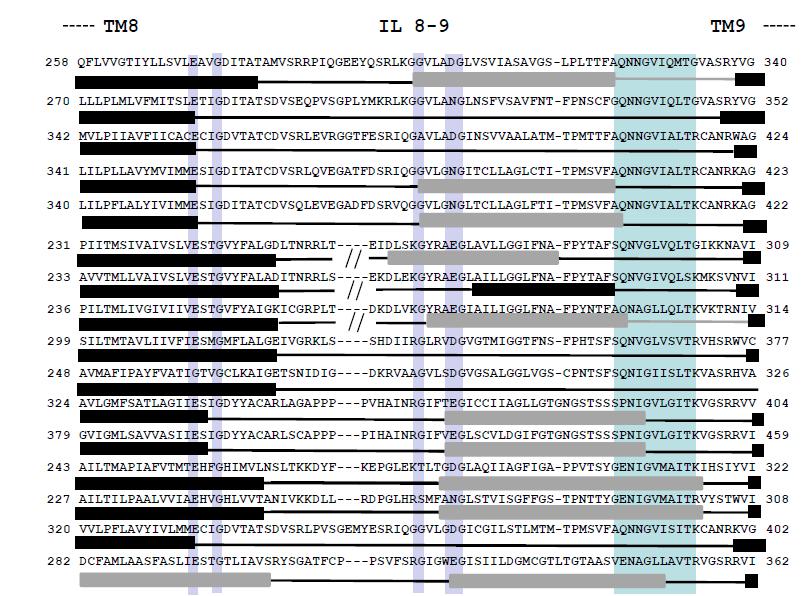 YgfO_E.coli YicE_E.coli UapA_A. nidulans UapC_A. nidulans AfUapC_A.fumigatus PbuX_B. subtilis PucK_B. subtilis PucJ_B. subtilis YgfU_E.coli YcpX_C. perfigens SVCT1_H. sapiens SVCT2_H. sapiens PyrP_L.