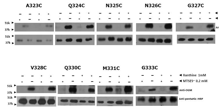 Xanthine 1 mm MTSES - Anti-OGM Anti-PentaHis Εικόνα 3.