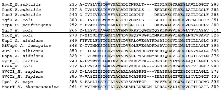 3.4 Σχέσεις δοµής-λειτουργίας της περιοχής ανοδικά του µοτίβου-υπογραφή ΝΑΤ (αλληλουχία 266-314) Πρόσφατα δεδοµένα στο εργαστήριό µας έχουν υποδείξει τη σηµασία που µπορεί να έχει η αµφισβητούµενης