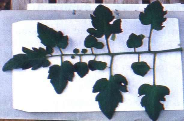 Φύλλα: Σύνθετα με 3,4,5 ζεύγη φυλλαρίων και ένα φυλλάριο στην άκρη.