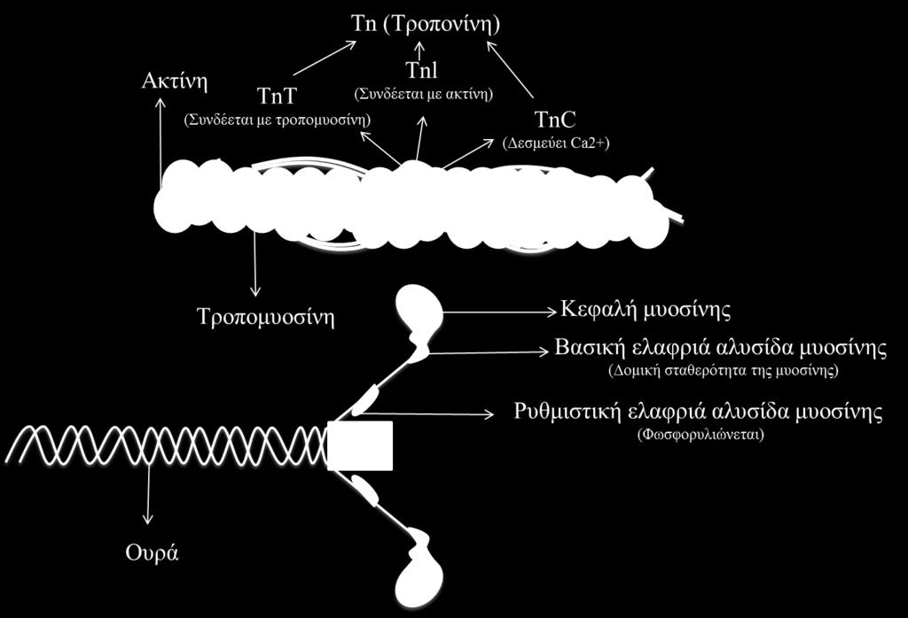 Tο ασβέστιο παίζει πολύ σημαντικό ρόλο κατά τη διάρκεια της σύσπασης, καθώς όσο αυξάνεται το ασβέστιο, τόσο αυξάνει και η δύναμη.