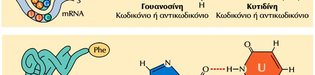 Το ζευγάρωμα των βάσεων του κωδικονίου αντικωδικονίου είναι λιγότερο αυστηρό από το τυπικό ζευγάρωμα μεταξύ A-U & G-C.