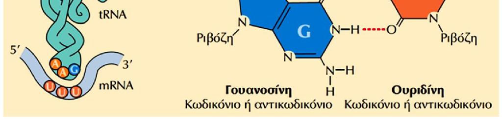 Το τυπικό ζευγάρωμα G-C είναι ισχυρό Το ζευγάρωμα G-U είναι λιγότερο ισχυρό: Μια γουανοσίνη ζευγαρώνει με Ουριδίνη Το