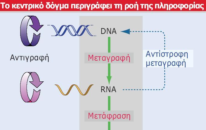 Κεντρικό Δόγμα: Η πληροφορία μπορεί να διαιωνίζεται ή να μεταφέρεται από το ένα είδος νουκλεϊκού οξέος στο άλλο, αλλά η ροή της πληροφορίας προς την πρωτεΐνη είναι