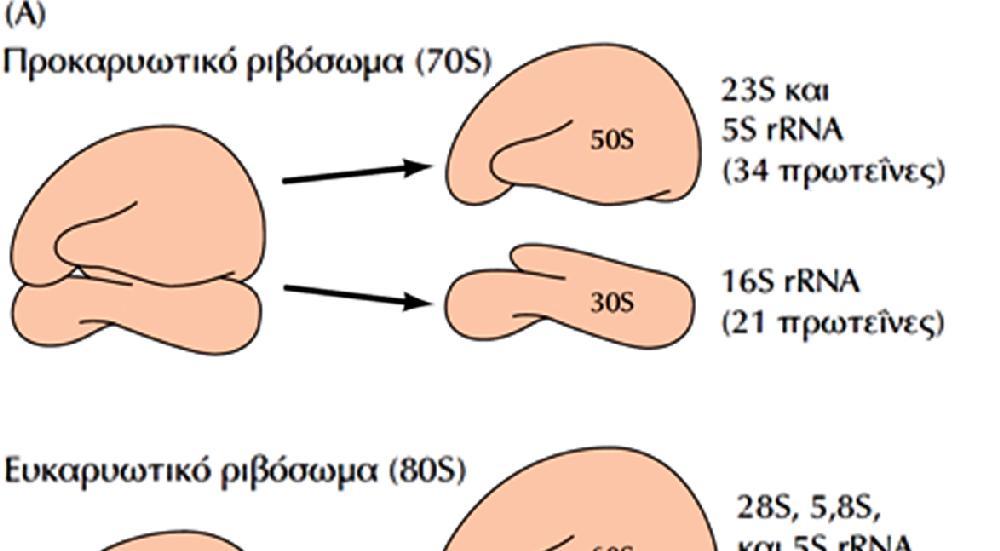 In vitro τα ριβοσώματα αυτοσυναρμολογούνται με ανάμιξη rrna και πρωτεϊνών (M.