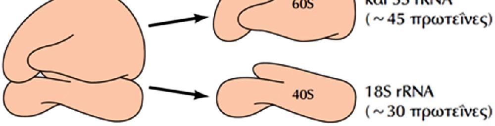 California, Irvine (1927-2011) ΕΙΚΟΝΑ 8.4: Δομή του ριβοσώματος. (Α) Τα συστατικά των προκαρυωτικών και των ευκαρυωτικών ριβοσωμάτων.