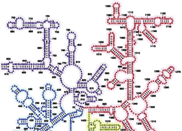 III II Τα rrna, όπως τα trna, αποκτούν δευτεροταγή δομή με ζευγάρωμα συμπληρωματικών βάσεων Λόγω των αλληλεπιδράσεων τους με ριβοσωμικές πρωτεϊνες αναδιπλώνονται περαιτέρω προς