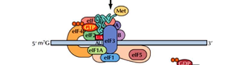 ΕΥΚΑΡΥΩΤΙΚΑ eif2-gtp προσδένεται στο εναρκτήριο trnaimet το σύμπλοκο fmet trna /eif2-gtp προσδένεται στην υπομονάδα 40S Το ριβόσωμα