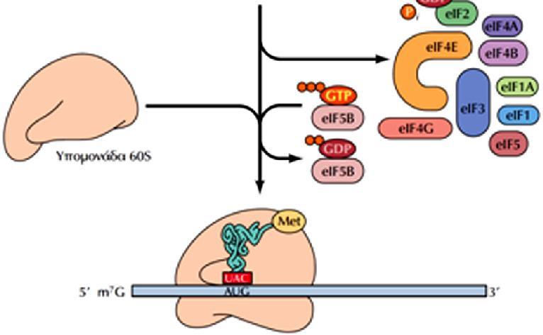 eif2 (eif2-gdp) και Πρόσδεση στην άλλων παραγόντων έναρξης.