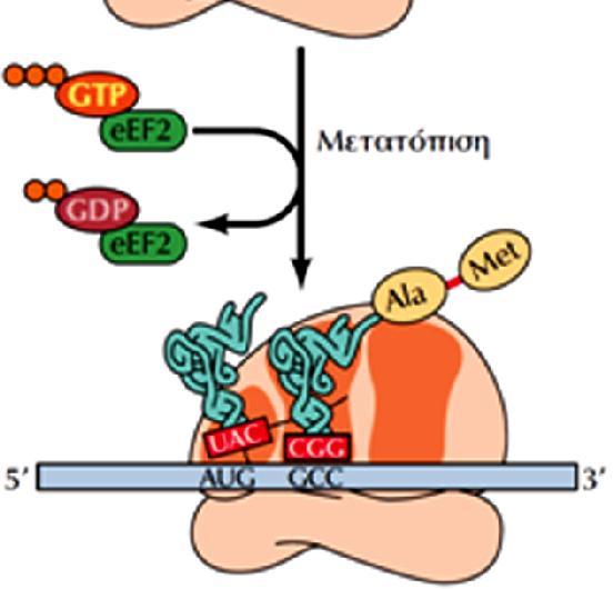 αμινοακυλο-trna στη θέση Α διεξάγεται από τον eef1α-gtp σχηματισμός πεπεπτιδυλο-trnamet-ala