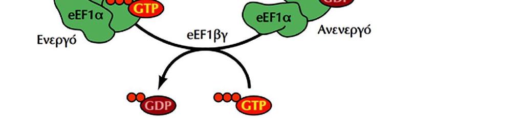 του GDP με GTP παράγοντας επιμήκυνσης EF-Ts Η ρύθμιση της δράσης του eef1α γίνεται μέσω της δέσμευσης και υδρόλυσης του GTP σε GDP ΕΙΚΟΝΑ 8.13: Η αναγέννηση του συμπλόκου eef1α/gtp.