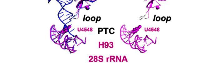 και του αντικωδικονίου, και αυτή η υψηλή ευαισθησία βασίζεται στο rrna και όχι στις ριβοσωμικές πρωτεΐνες. a, Contact regions of the E-site trna on the 40S subunit.