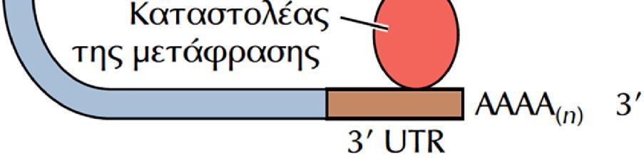 Protein), που με τη σειρά της αλληλεπιδρά με την ουρά πολυ(α) στο 3 άκρο του mrna, καταστέλλοντας την έναρξη της μετάφρασης. ΕΙΚΟΝΑ 8.